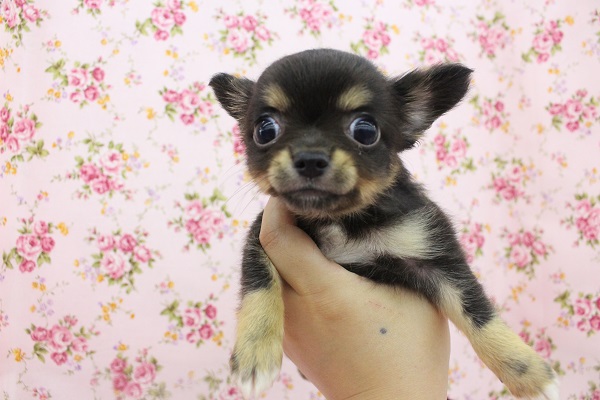 手のひらにすっぽり☆チワワ・女の子！