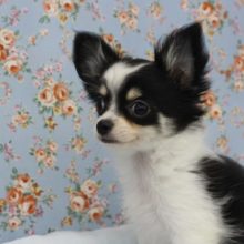 最新画像追加しました！ロングコートチワワ・男の子！