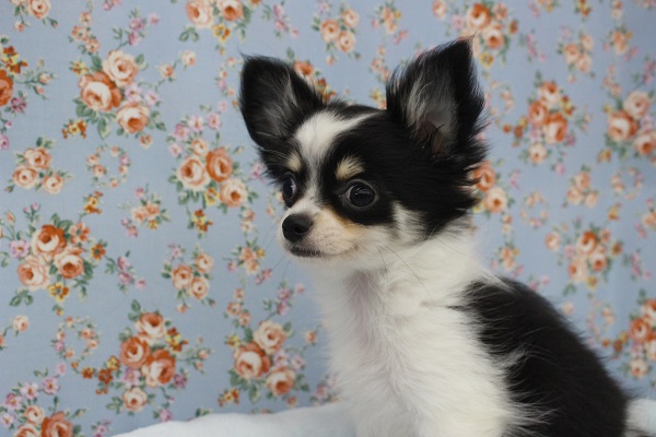 最新画像追加しました！ロングコートチワワ・男の子！