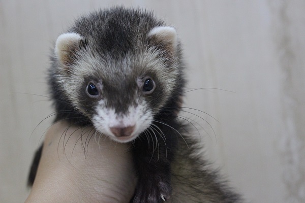 ちびっこマーシャルフェレット☆セーブル・女の子！