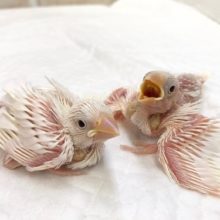白文鳥のヒナがやって来ました！