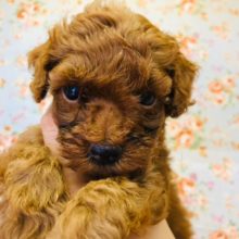 最新動画更新☆人が好き！プードルくん来たよ！