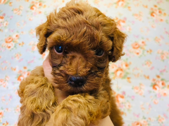 最新動画更新☆人が好き！プードルくん来たよ！