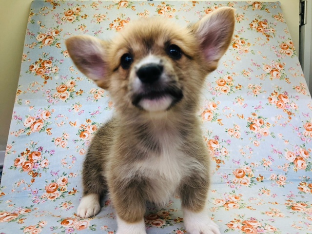 短いあんよが可愛いな！コーギーくんきたよ！