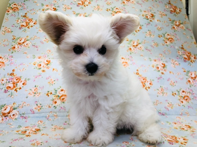 お耳がピンッ！マルプーくんいるよ！