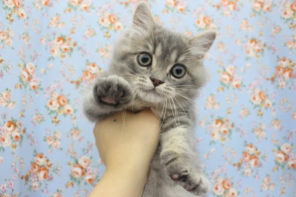 美形男子☆マンチカン・男の子！