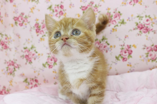 可愛さ爆発！！マンチカン・女の子！