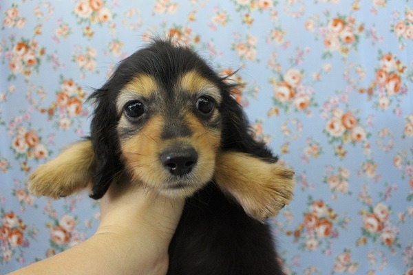 人気のブラックタン☆ミニチュアダックス・男の子！