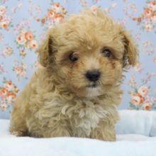 ふわもこりんっ☆ＭＩＸ（トイプードル×マルチーズ）・男の子！