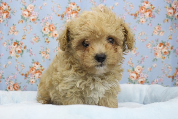 ふわもこりんっ☆ＭＩＸ（トイプードル×マルチーズ）・男の子！