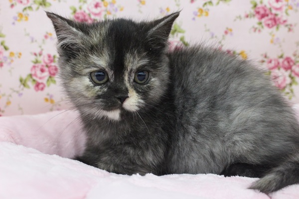 おめめくるくるっ！スコティッシュフォールド・女の子！