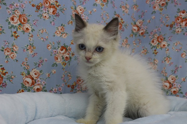 ふわふわ毛～！ラグドール・男の子！