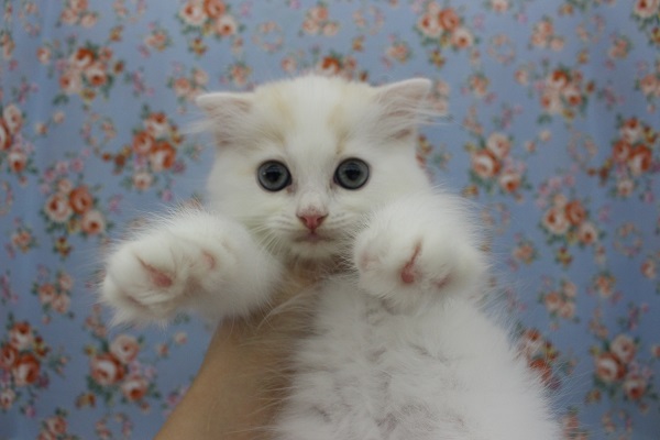 モフっとな！スコティッシュフォールド・男の子！