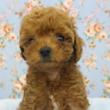 か、かわいすぎる！トイプードル・男の子！