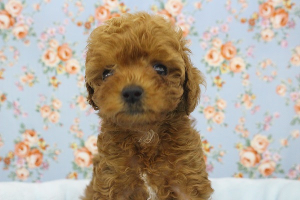 か、かわいすぎる！トイプードル・男の子！