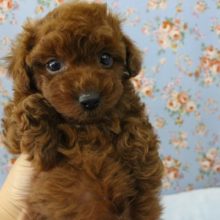 胸にちょび白☆トイプードル・男の子！