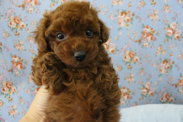 胸にちょび白☆トイプードル・男の子！