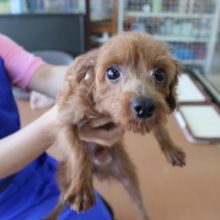 あだ名はウールだよ☆トイプードル・男の子！