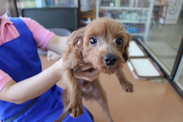 あだ名はウールだよ☆トイプードル・男の子！