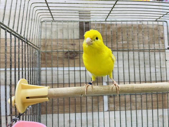レモンカナリア　ムフクの男の子です！