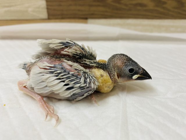 まだまだヒナちゃん♪シルバー文鳥