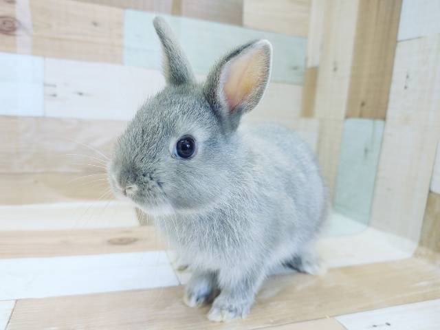 とっても綺麗〜☆ネザーランドドワーフ(ブルーマーチン)