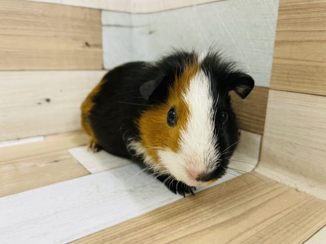 可愛すぎやろ〜！！イングリッシュモルモットさん★