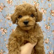 人好きです☆　トイプードルの男のコ 2021.10/16撮影