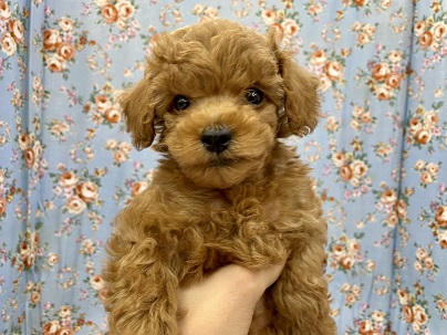 人好きです☆　トイプードルの男のコ 2021.10/16撮影