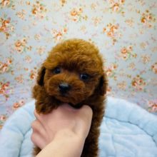 早い者勝ち！激かわトイプードルくんがきたよ☆