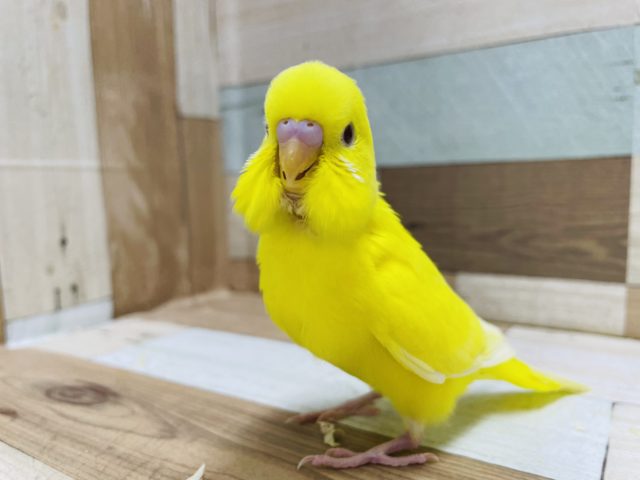 人気なインコさん！セキセイインコのヒナのルチノーカラー！