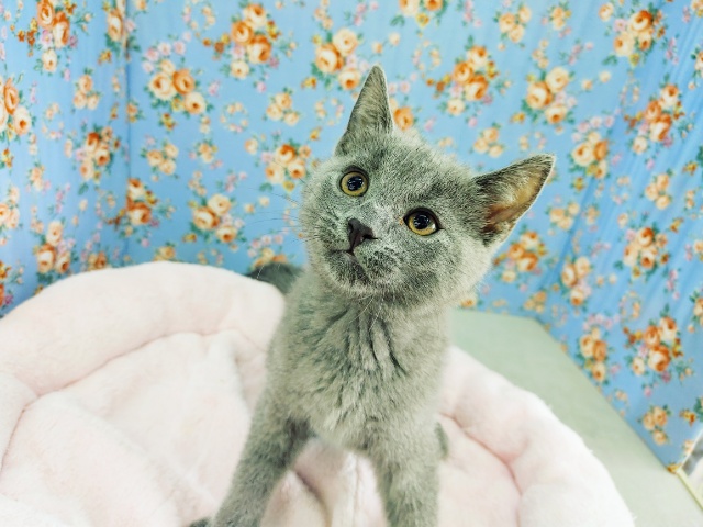 遊ぶの大好き♥️シャルトリューの男の子入荷しました♥️