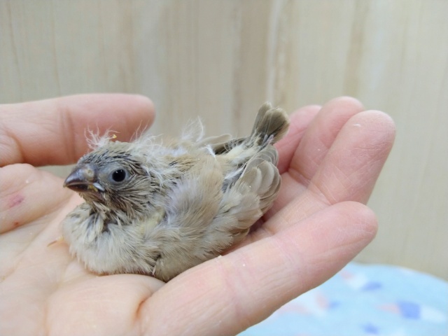 ホワホワ毛がたまりません！キンカ鳥ヒナ来ましたよ〜その1