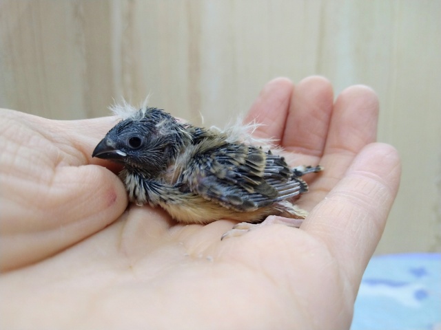 ホワホワ毛がたまりません！キンカ鳥ヒナ来ましたよ〜その2
