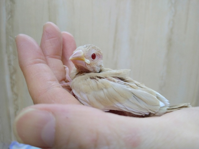 キラキラの赤目ちゃん！シナモン文鳥ヒナ来ましたよ〜