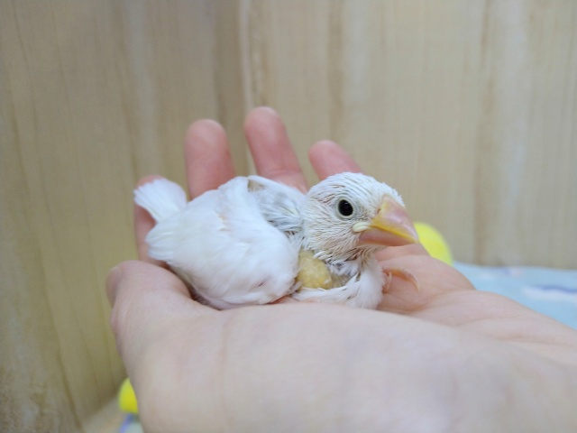 1番人気のカラー！白文鳥さんいますよ〜