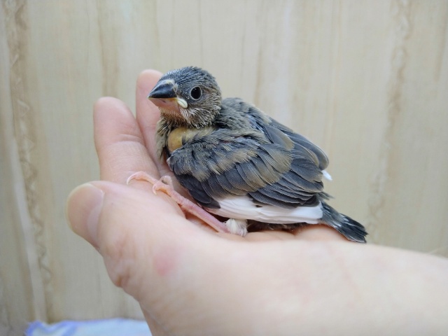成長と共に大変身！桜文鳥さん来ましたよ〜