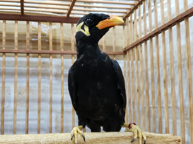 九官鳥きました！