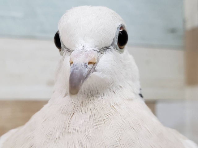 ジュズカケバトさん！！入荷いたしました～💓