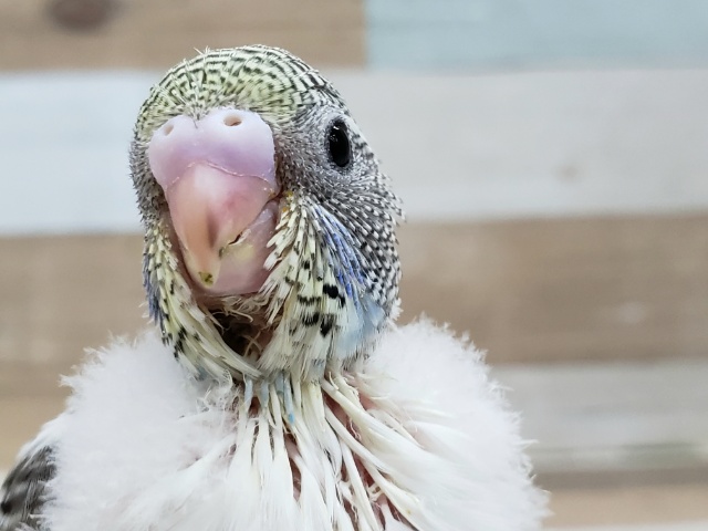 素敵な4色ハルクィン