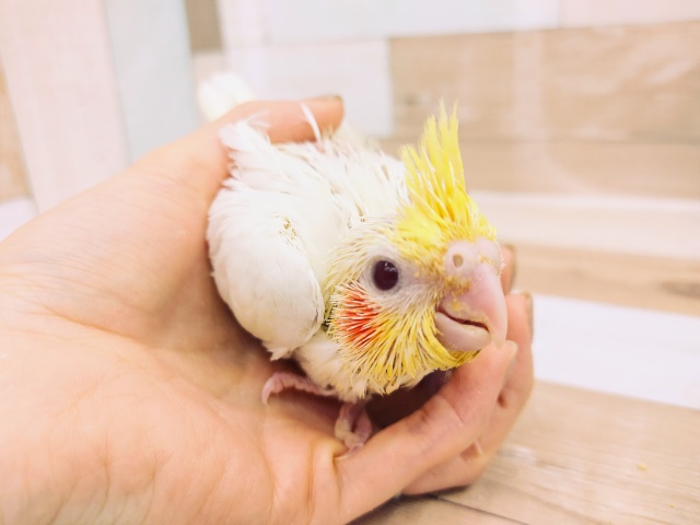 オカメインコのヒナさん(ルチノー)入荷いたしました💓