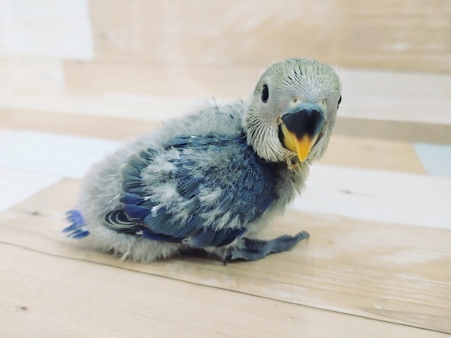小桜インコ(バイオレッ)入荷しました～♥️