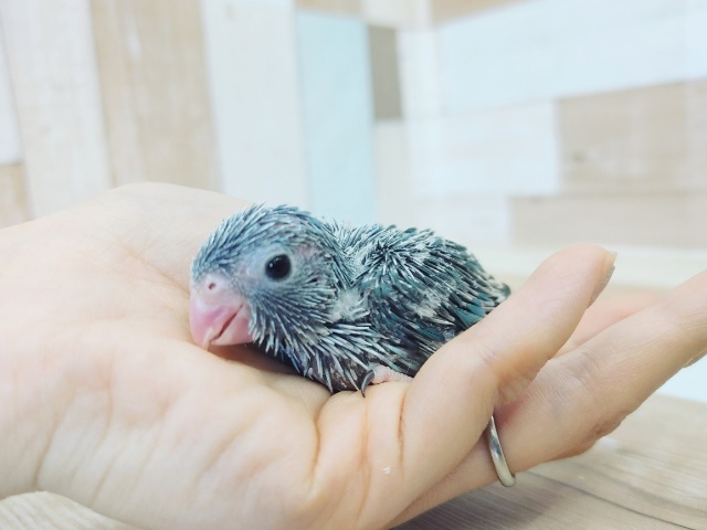 元気っ子！！マメルリハ♀入荷しました～♥️