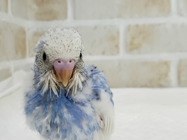 素敵！スパングルパイドの、セキセイインコ