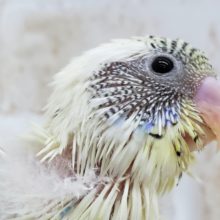 人気のカラー、4色ハルクィン入荷です。