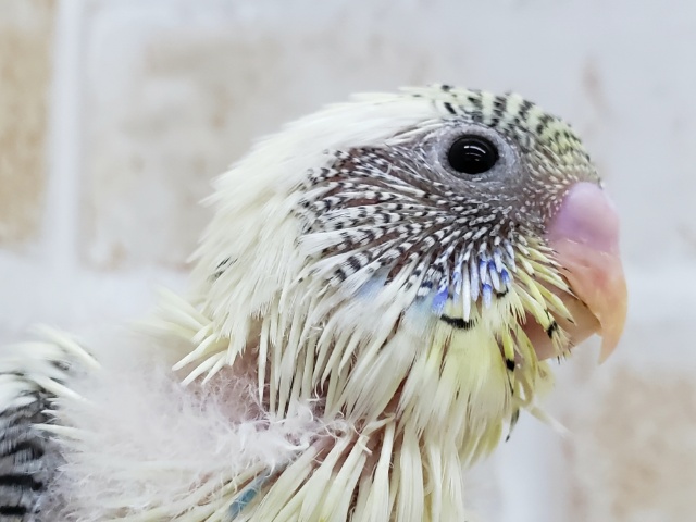 人気のカラー、4色ハルクィン入荷です。