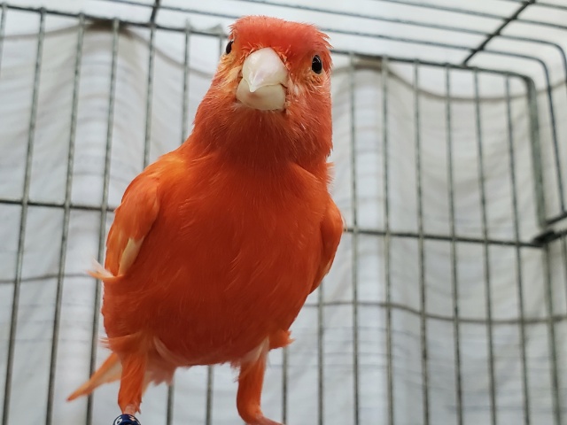 今シーズン初赤カナリア