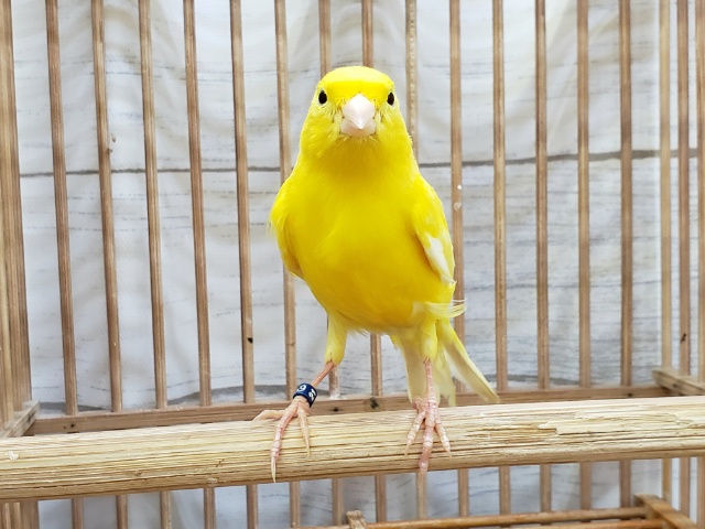 今シーズン初レモンカナリア