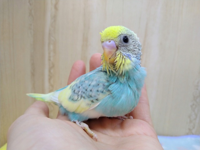 ゴマ塩パステルなセキセイさん来ましたよ〜