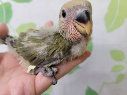 落ち着いたカラーのコザクラさん☆